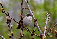 Lesser Whitethroat