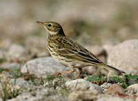 Meadow Pipit