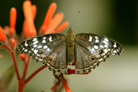 Lemon Pansy (wet form)