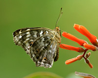 Lemon Pansy (wet form)