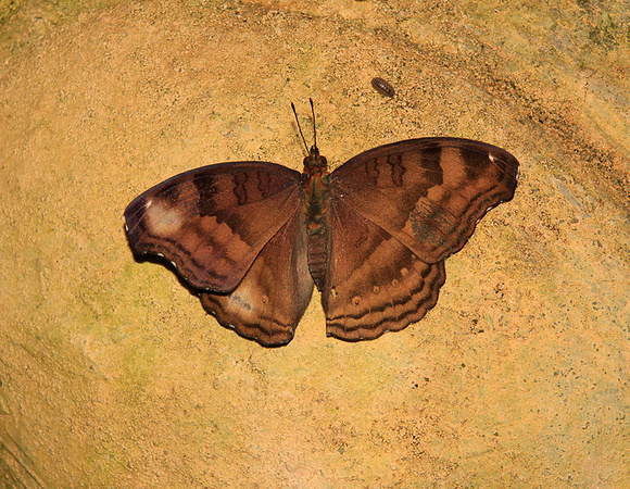 Chocolate Pansy