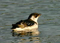 Little Auk