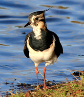 Lapwing