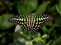 Graphium agamemnon