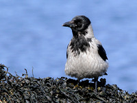 Hooded Crow