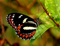 Heliconious athis