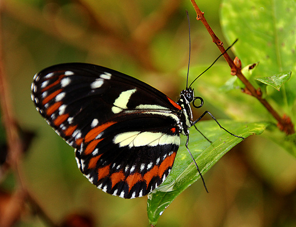 Athis Longwing