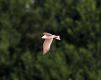 Gull Billed Tern