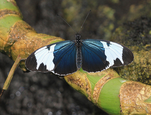 Sapho Longwing