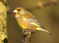 Greenfinch