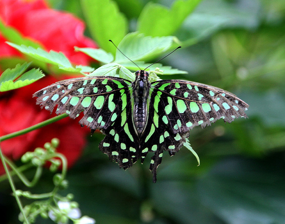 Tailed Jay