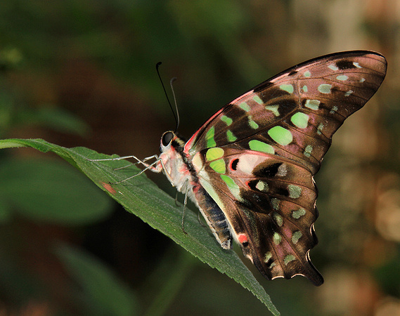 Tailed Jay