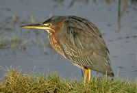 Green Heron