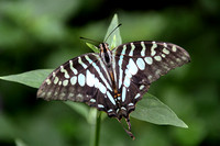 Graphium policenes