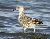 Herring Gull