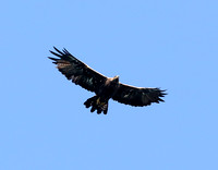 Golden Eagle