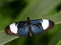 Heliconious cydno