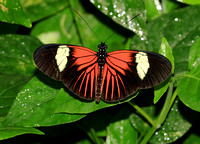 Heliconious melpomene