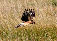 Hen Harrier