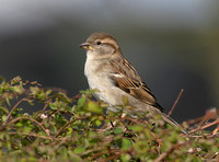 House Sparrow