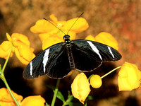 Heliconious antiochus