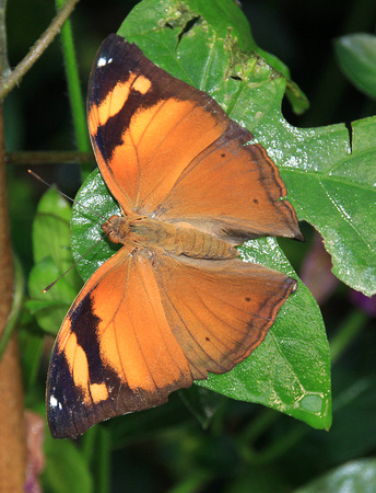 Auumn Leaf