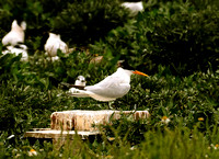 Elegant Tern