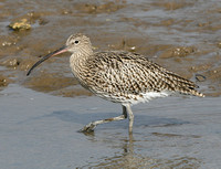 Curlew