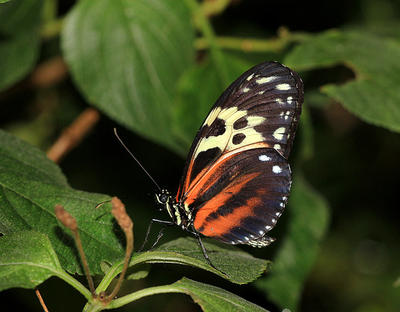 Isabellas Longwing