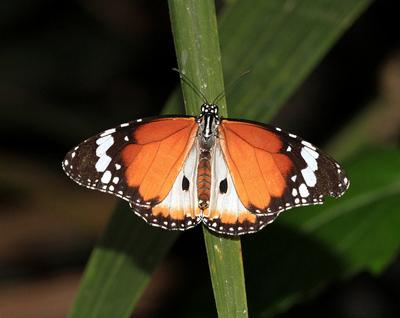 Plain Tiger (sub species)