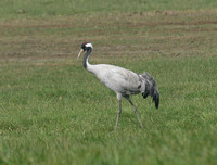 Common Crane