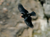 Chough