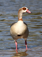 Egyptian Goose