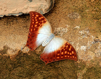 Charaxes varanes