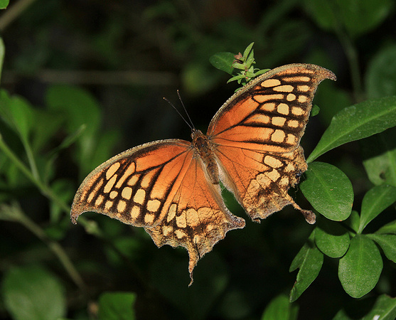 Black Veined Leafwing