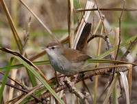 Cetti's Warbler