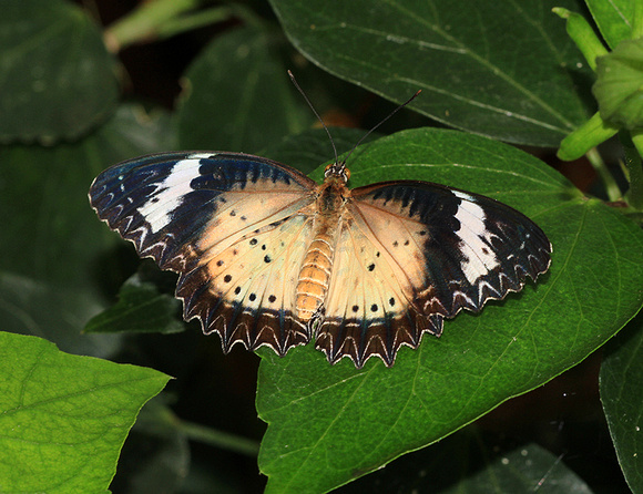 Leopard Lacewing