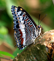 Charaxes castor