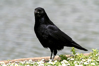 Carrion Crow