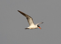 Caspian Tern