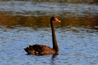 Black Swan