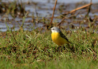 Blue Headed Wagtail