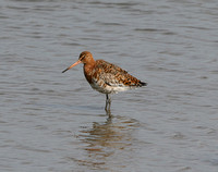 Black-tailed Godwit