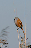 Bearded Tit