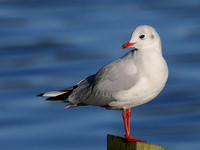 Black Headed Gull