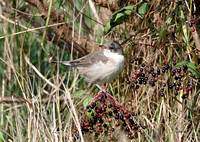 Barred Warbler