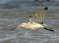 Bar-tailed Godwit