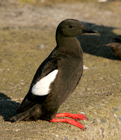 Black Guillemot