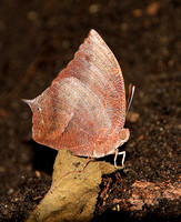 Anaea eurypyle