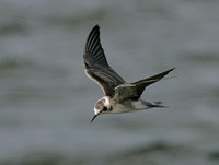 American Black Tern